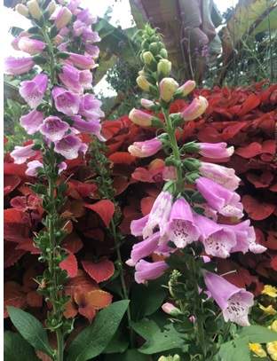 Foxglove variety 1